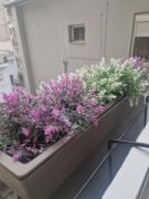 Top Veria