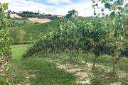 Top Montegrosso dʼAsti