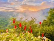 Top Pescia
