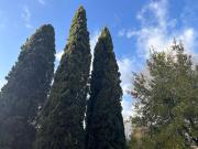 Top Florence