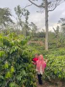 Top Gitgit