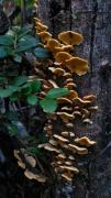 Top Gorbea