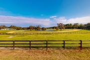 Top Micanopy