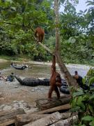 Top Bukit Lawang