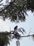 Top Yelagiri
