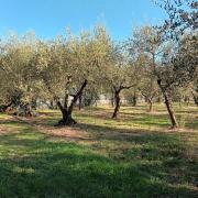 Top Fiesole
