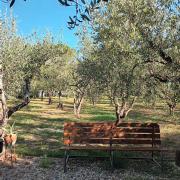 Top Fiesole