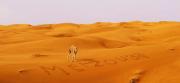 Visit Morocco Africa
