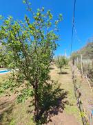 Top Barrancas