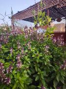 Dar Itran Sunny Apartment near Taghazout