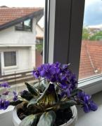 Top Vrnjačka Banja