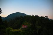 Top Pedong