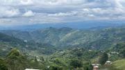 Top Pereira