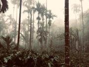 Top Sakleshpur