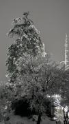 Trishul home stay