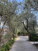 Top Malcesine