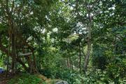 Top Yercaud