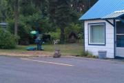 Romantic Getaway for Two in the Forest near the Clark Fork River, Montana