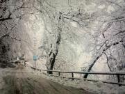 Top Shimla