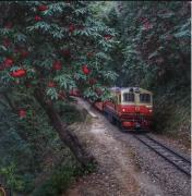 Top Shimla