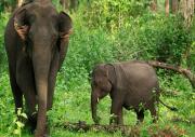 Top Wayanad