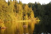 Top Gullaskruv