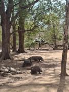 Komodo tour city
