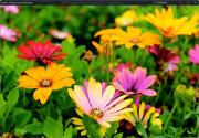 Top Raffa