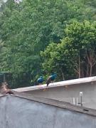 Sri lanka Peacock View