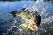 Top Okeechobee
