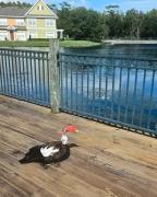 Top Kissimmee