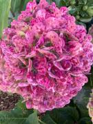 Top Horta