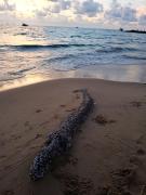 Top Phu Quoc