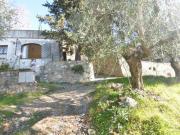 Top San Gennaro