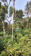 Top Thekkady