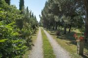 Top Cortona
