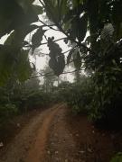 Top Wayanad