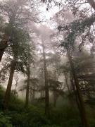 Top Shimla