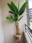 Top Placilla de PeƱuelas Top Placilla de PeƱuelas
