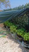Top Giarre