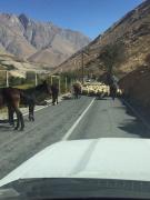 Top Paihuano Top Paihuano