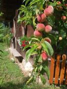 Top Schenna Top Schenna