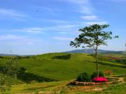 Top Molino Mazzetti Top Molino Mazzetti