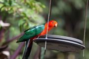 Top Yungaburra