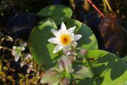 Top Karuč