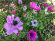 Top Montbizot Top Montbizot