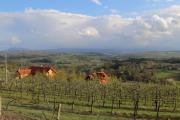 Fantastic View Vineyard Beskid Mountains