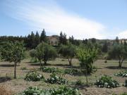 Top Pissouri
