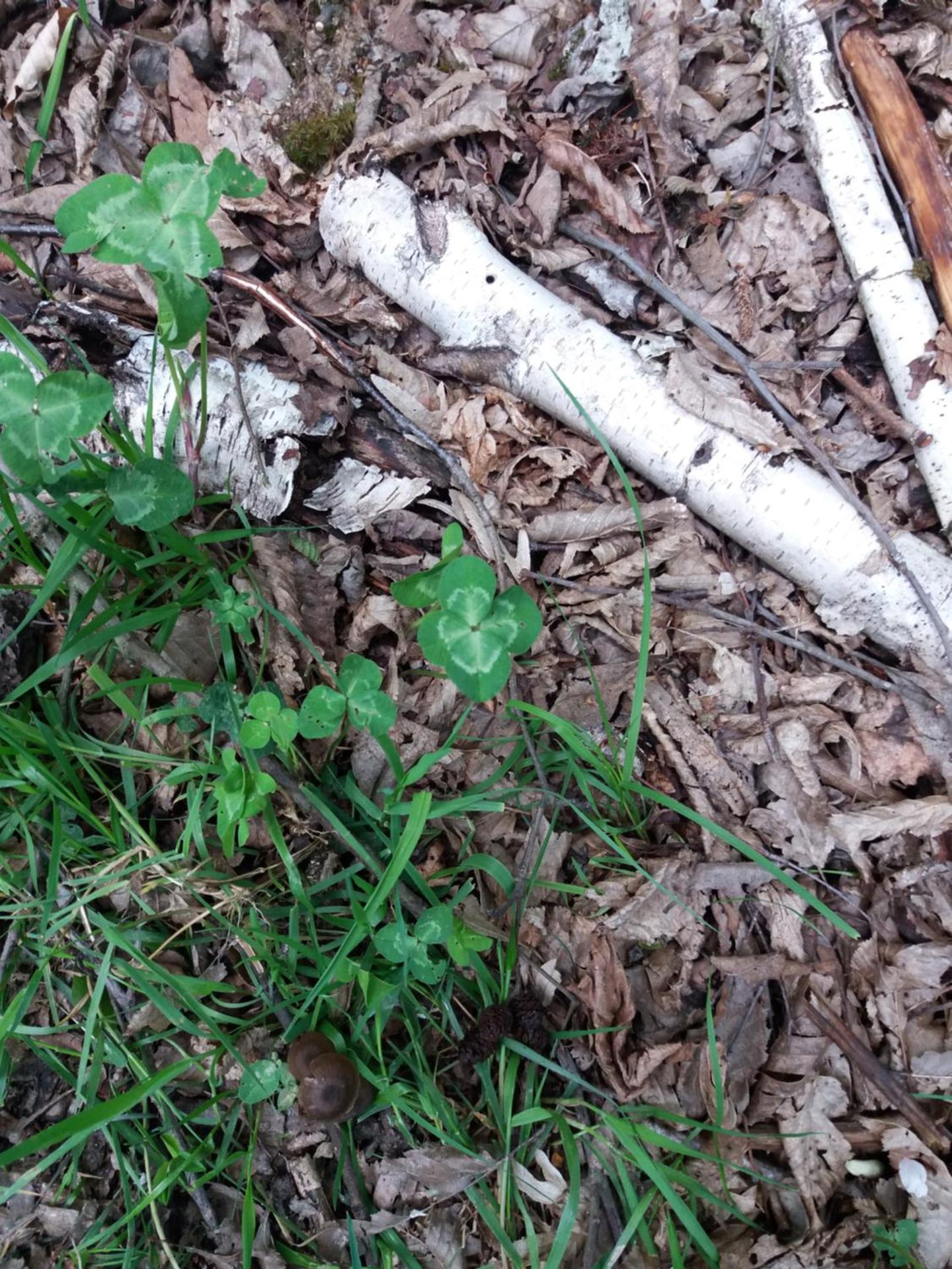 Pensiunea Agroturistica Alexandra