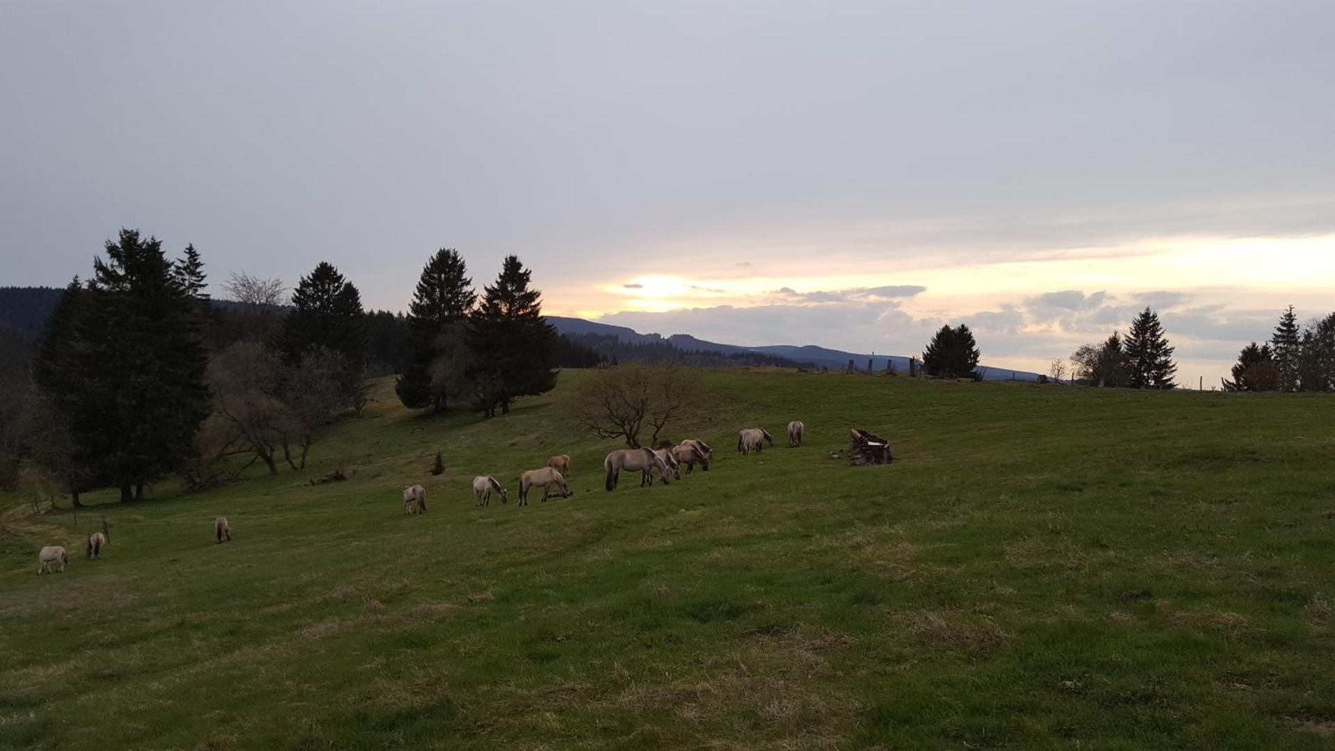 Pension & Gasthof "Am Park" UG